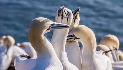 开云下载-【欧洲杯】鲍姆加特纳破门 奥地利1比0乌克兰