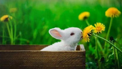 开云下载-【欧洲杯】鲍姆加特纳破门 奥地利1比0乌克兰